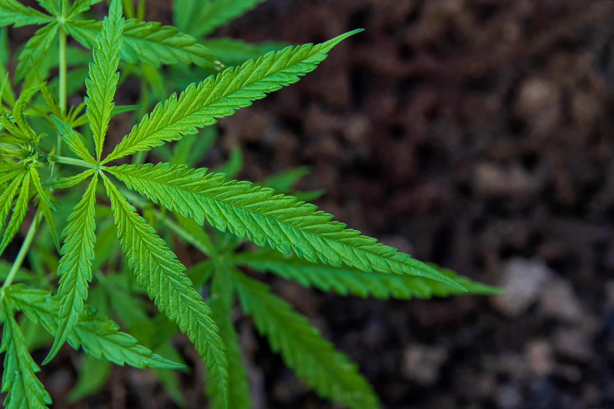 O Cannabis: How To Grow Your Own Weed Outside