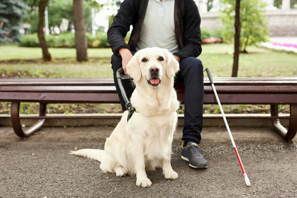 are emotional support dogs the same as service dogs